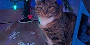 Cinnamon is registered to the contest to win money with this photo: cat, tabby_cat, christmas_tree, ornament, bauble, christmas_lights, tree_skirt, wooden_floor, white_paws, sitting, indoor, pet, festive, holiday_decor, staring, curious, fur, blue_stool, pine_branches, cozy