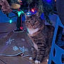 cat, tabby_cat, christmas_tree, ornament, bauble, christmas_lights, tree_skirt, wooden_floor, white_paws, sitting, indoor, pet, festive, holiday_decor, staring, curious, fur, blue_stool, pine_branches, cozy