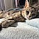 Louna