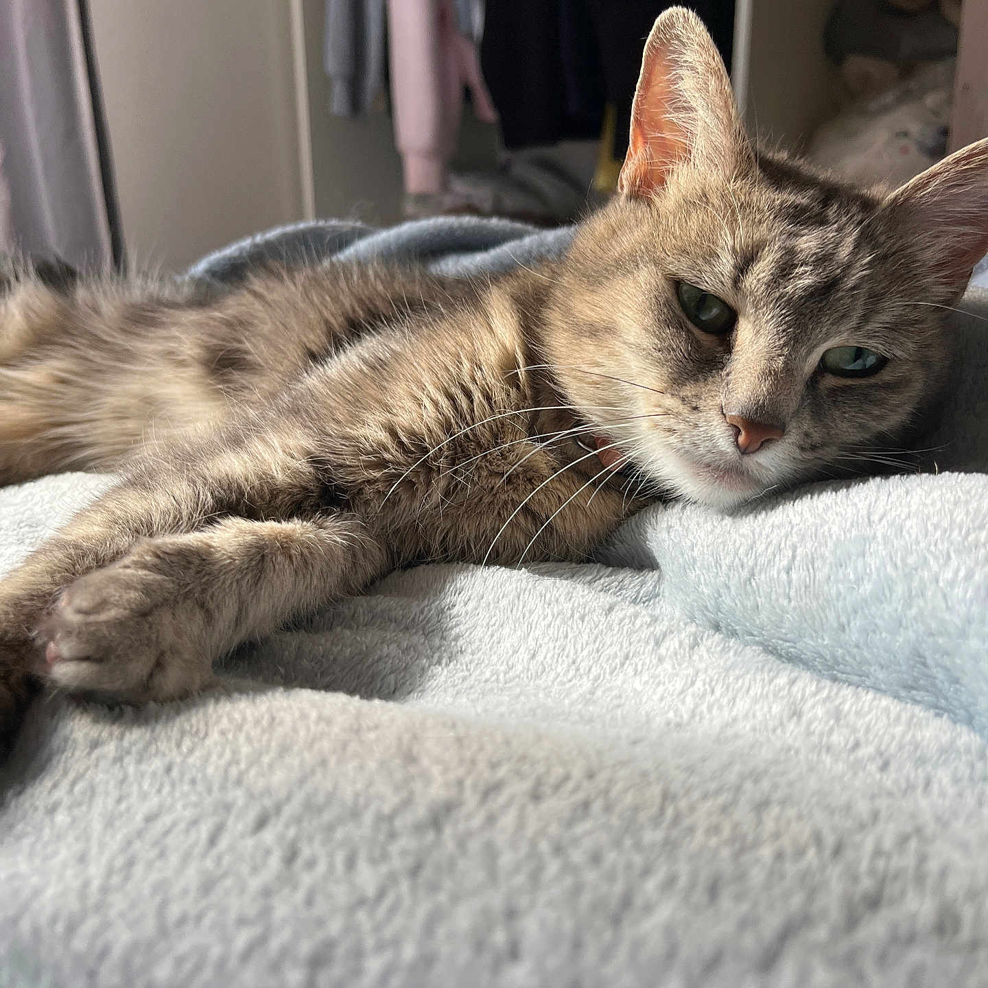 Louna a rejoint le concours — aidez-le/la à gagner de superbes lots ! animal, bedroom, blanket, casual, cat, cozy, domestic, ears, feline, fur, indoor, lying_down, natural_light, paw, pet, relaxed, resting, soft_texture, tabby, whiskers