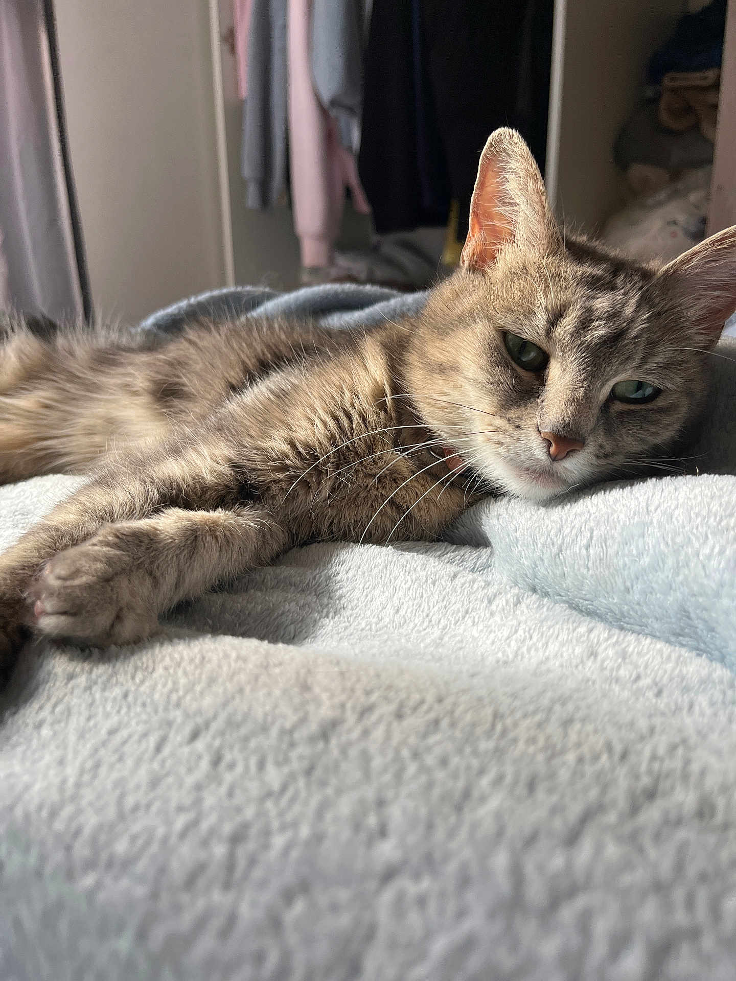 Louna a rejoint le concours — aidez-le/la à gagner de superbes lots ! cat, tabby, feline, pet, animal, relaxed, lying_down, bedroom, blanket, soft_texture, indoor, natural_light, fur, whiskers, ears, paw, resting, cozy, domestic, casual