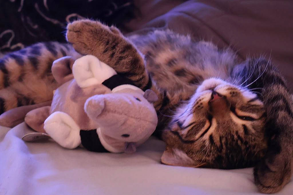 Beemo is registered to the contest to win money with this photo: big_cats, carnivore, cat, claw, domestic_short_haired_cat, eye, fawn, felidae, fur, mammal, paw, small_to_medium_sized_cats, snout, stuffed_toy, tail, terrestrial_animal, toy, vertebrate, whiskers, wildlife