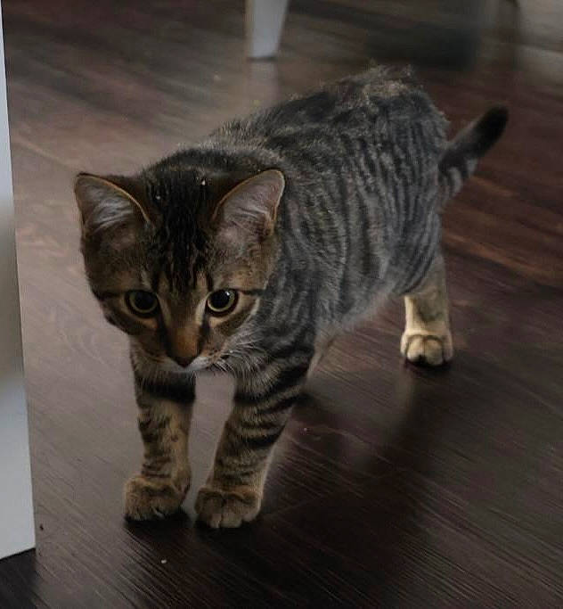 Beemo is registered to the contest to win money with this photo: carnivore, cat, claw, domestic_short_haired_cat, felidae, flooring, fur, grey, hardwood, paw, small_to_medium_sized_cats, snout, tail, terrestrial_animal, whiskers, wood