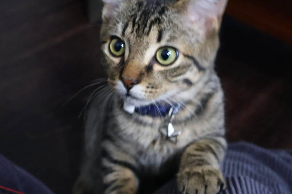 Beemo is registered to the contest to win money with this photo: carnivore, cat, domestic_short_haired_cat, felidae, fur, small_to_medium_sized_cats, snout, terrestrial_animal, whiskers, wildlife