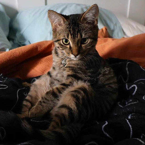 Beemo joined the competition — help win amazing prizes! bed, carnivore, cat, claw, comfort, couch, domestic_short_haired_cat, eye, felidae, fur, paw, sitting, small_to_medium_sized_cats, snout, whiskers