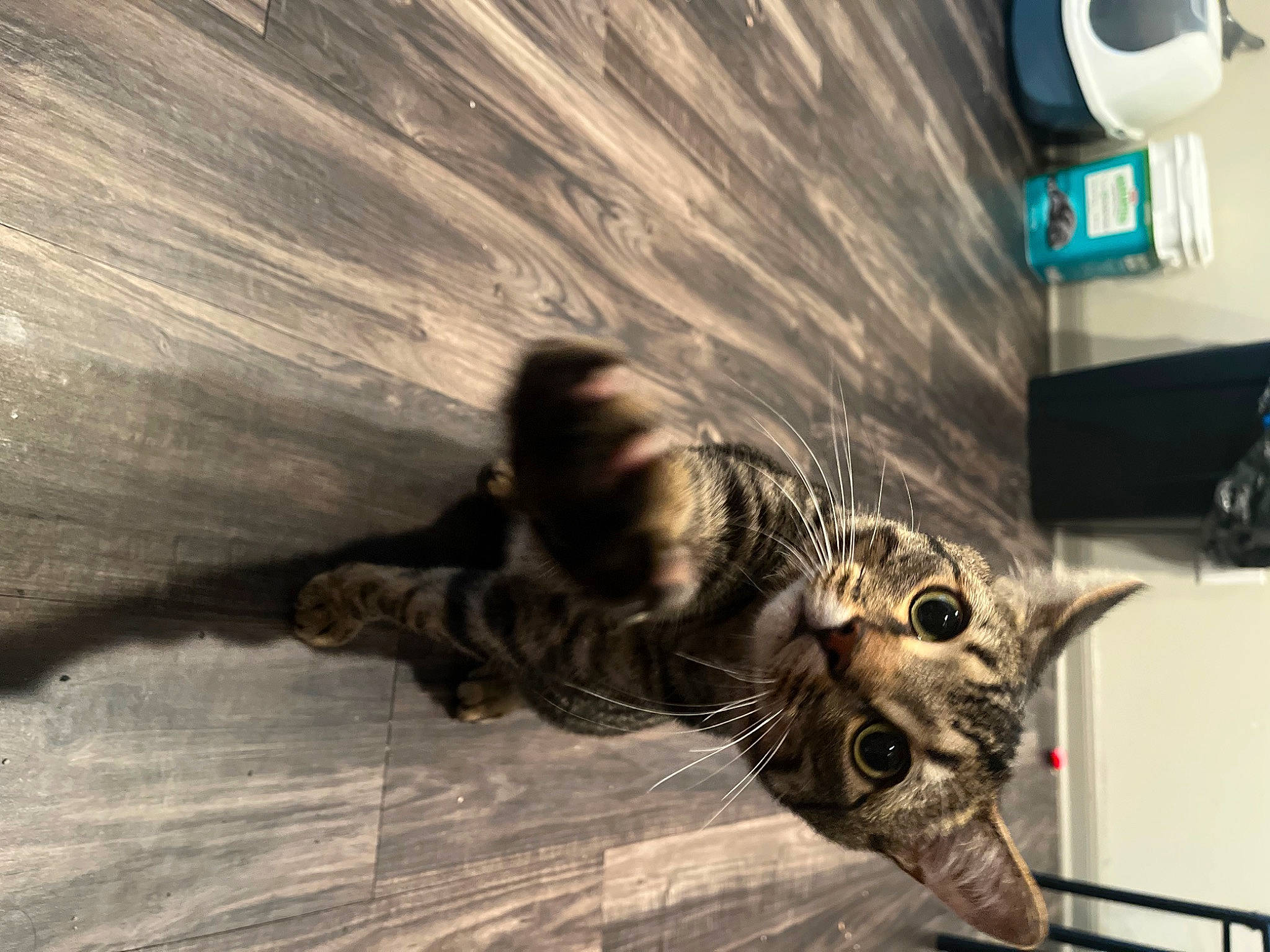 Beemo joined the competition — help win amazing prizes! automotive_exterior, automotive_lighting, automotive_tire, carnivore, cat, claw, domestic_short_haired_cat, door, felidae, flooring, fur, hardwood, metal, motor_vehicle, small_to_medium_sized_cats, snout, tail, vehicle_door, whiskers, wood