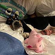 Miss Molly joined the competition — help win amazing prizes! dog, person, bed, blanket, plush_toy, pink_toy, black_and_white_dog, smile, tshirt, human_hand, indoor, resting, pet, cute, cozy, lying_down, animal, fabric, comfort, friendship