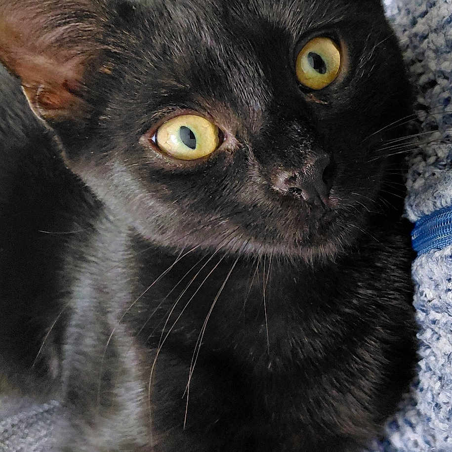 Marley a rejoint le concours — aidez-le/la à gagner de superbes lots ! animal, black_cat, blanket, cat, close_up, cozy, curious, cute, domestic_animal, feline, fur, indoor, looking_up, pet, portrait, resting, sleepy, texture, whiskers, yellow_eyes