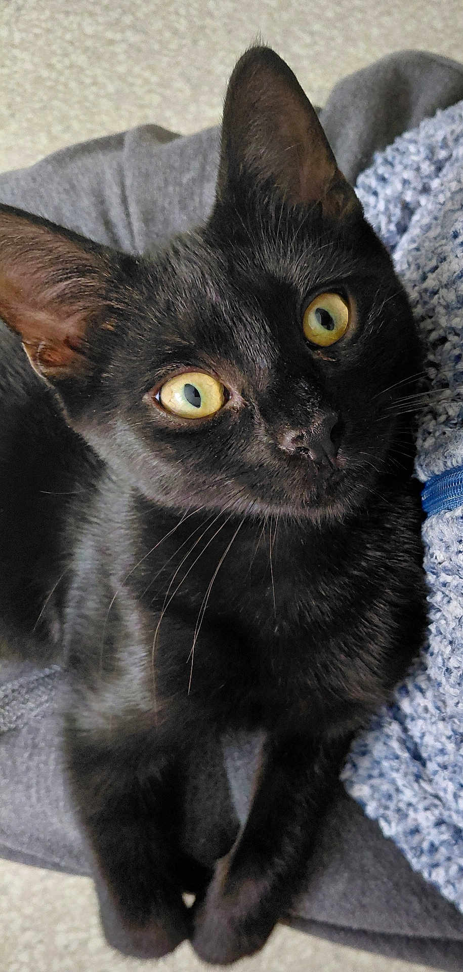 Marley a rejoint le concours — aidez-le/la à gagner de superbes lots ! cat, black_cat, pet, animal, feline, close_up, yellow_eyes, curious, whiskers, fur, indoor, blanket, texture, resting, cute, portrait, cozy, domestic_animal, looking_up, sleepy