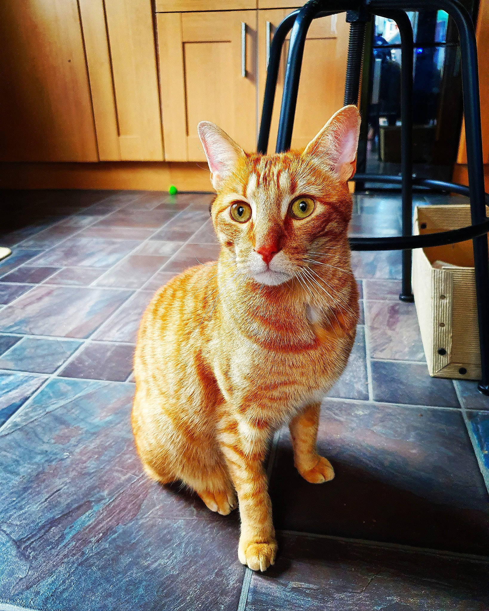 Fry joined the competition — help win amazing prizes! aegean_cat, arabian_mau, asian, carnivore, cat, domestic_short_haired_cat, european_shorthair, eye, fawn, felidae, german_rex, kitten, mammal, ocicat, sitting, small_to_medium_sized_cats, snapshot, tabby_cat, vertebrate, whiskers