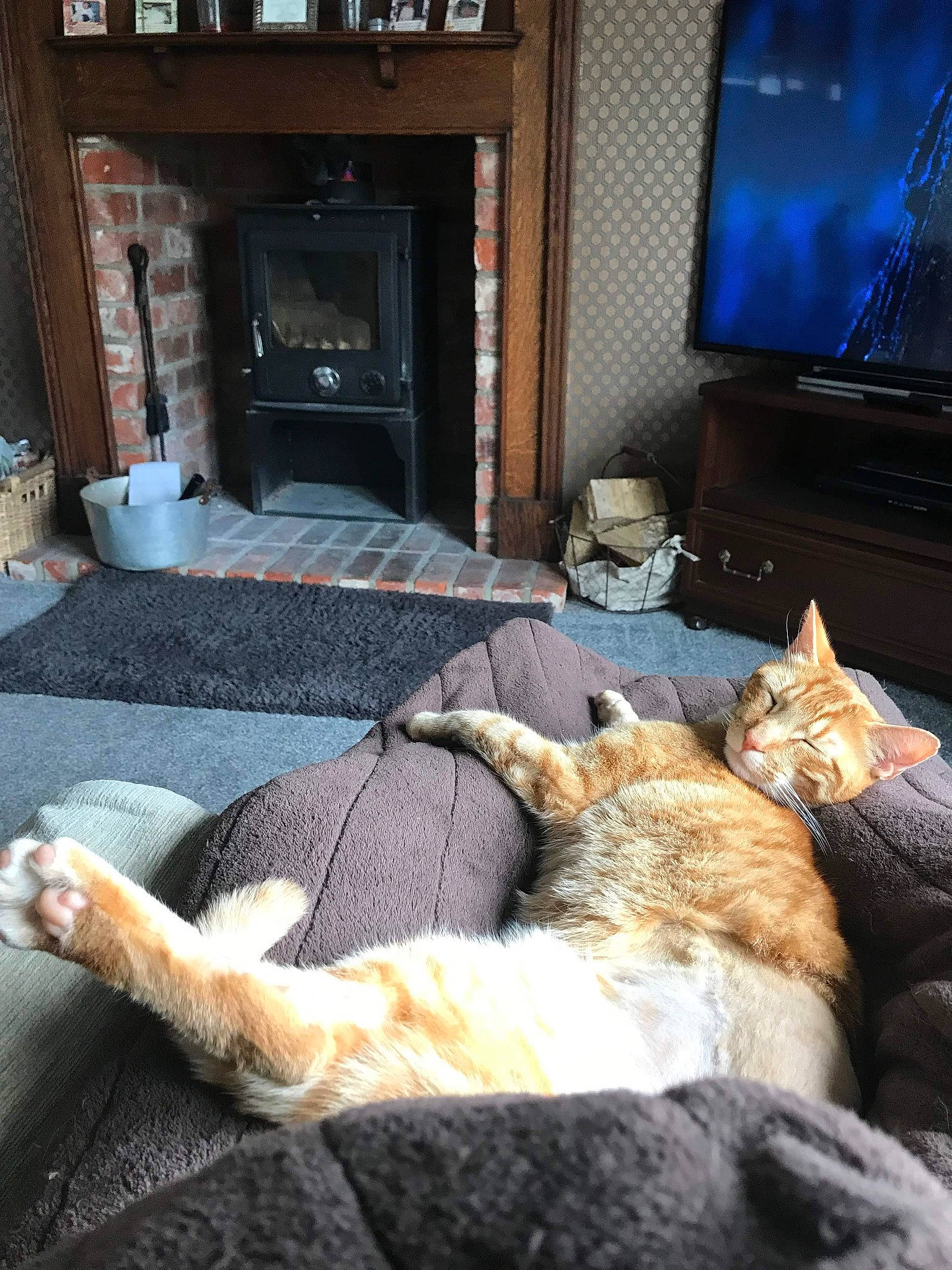 Fry is registered to the contest to win money with this photo: carnivore, cat, comfort, domestic_short_haired_cat, european_shorthair, fawn, felidae, nap, paw, room, small_to_medium_sized_cats, tail, whiskers