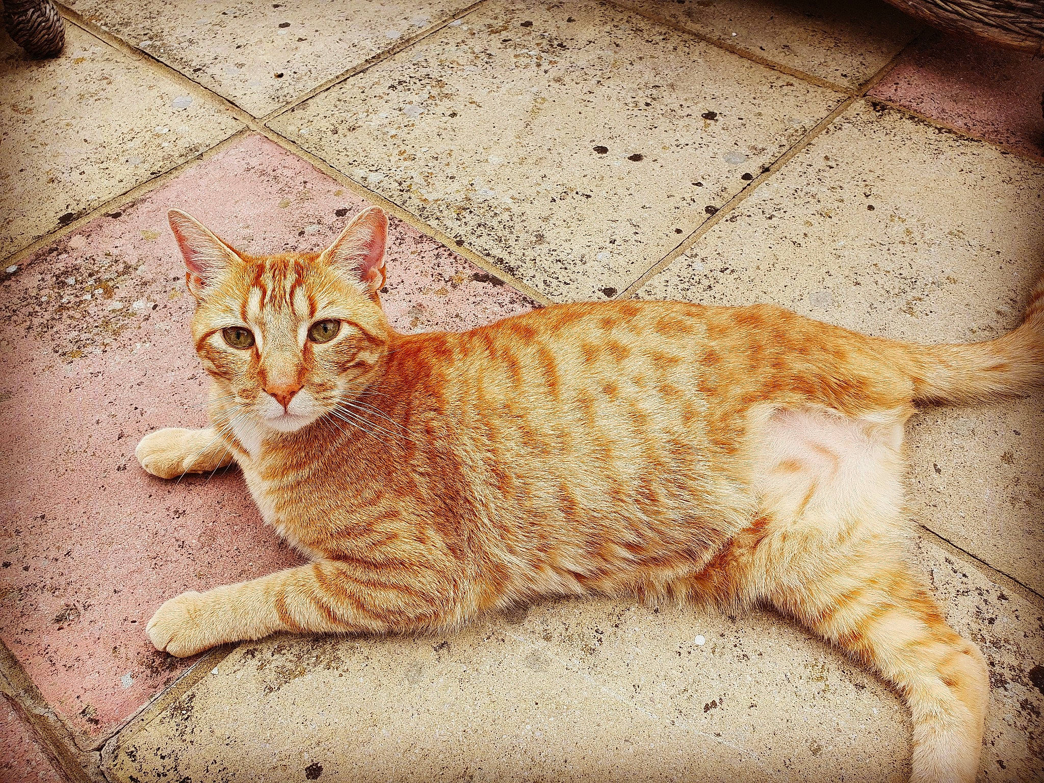 Fry is registered to the contest to win money with this photo: aegean_cat, arabian_mau, asian, carnivore, cat, domestic_short_haired_cat, dragon_li, european_shorthair, eye, felidae, fur, kitten, mammal, ocicat, sky, small_to_medium_sized_cats, tabby_cat, tail, whiskers, wild_cat