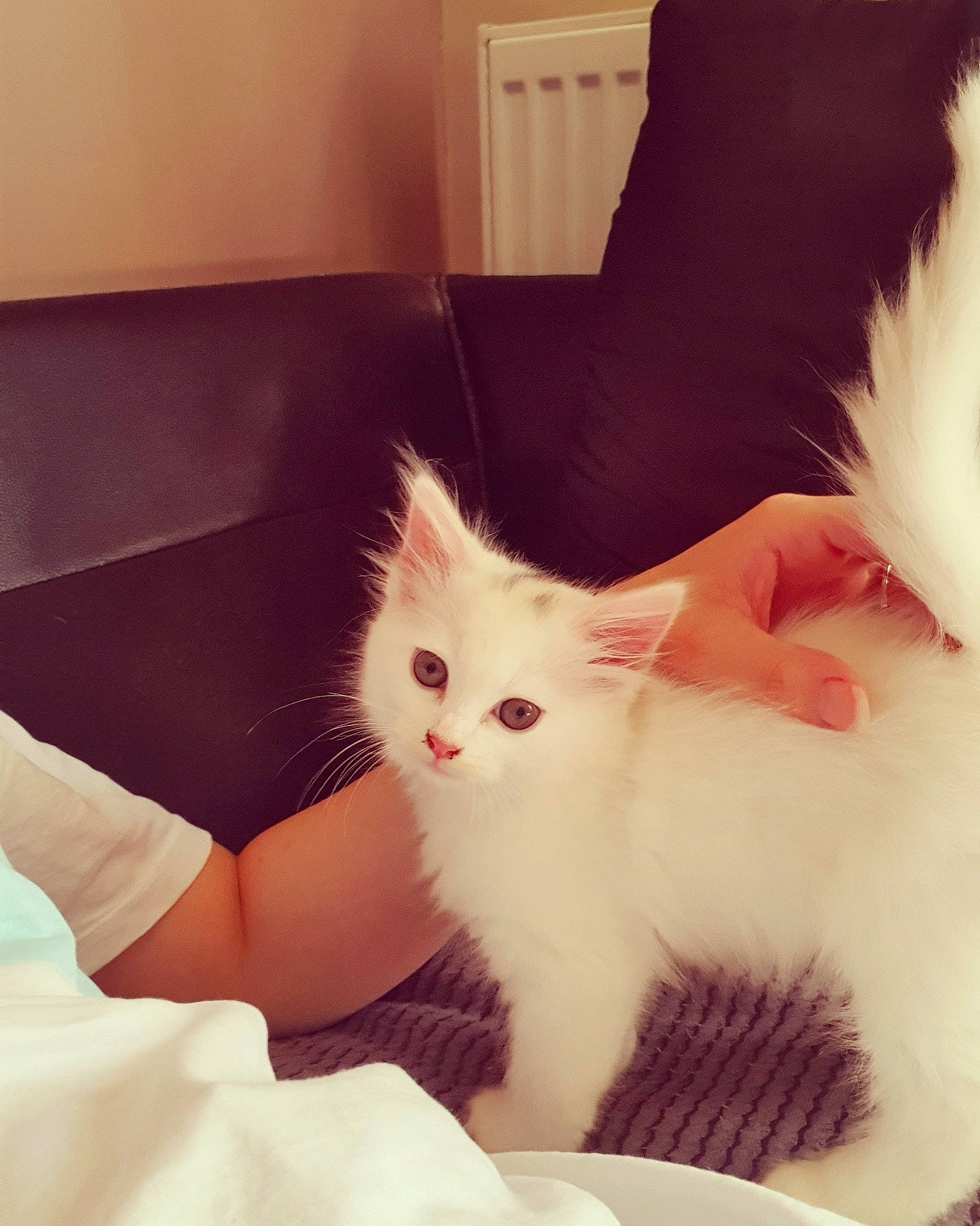 Zapp is registered to the contest to win money with this photo: american_curl, asian, carnivore, cat, domestic_long_haired_cat, ear, eye, felidae, fur, khao_manee, kitten, leg, mammal, nose, skin, small_to_medium_sized_cats, turkish_angora, turkish_van, whiskers, white