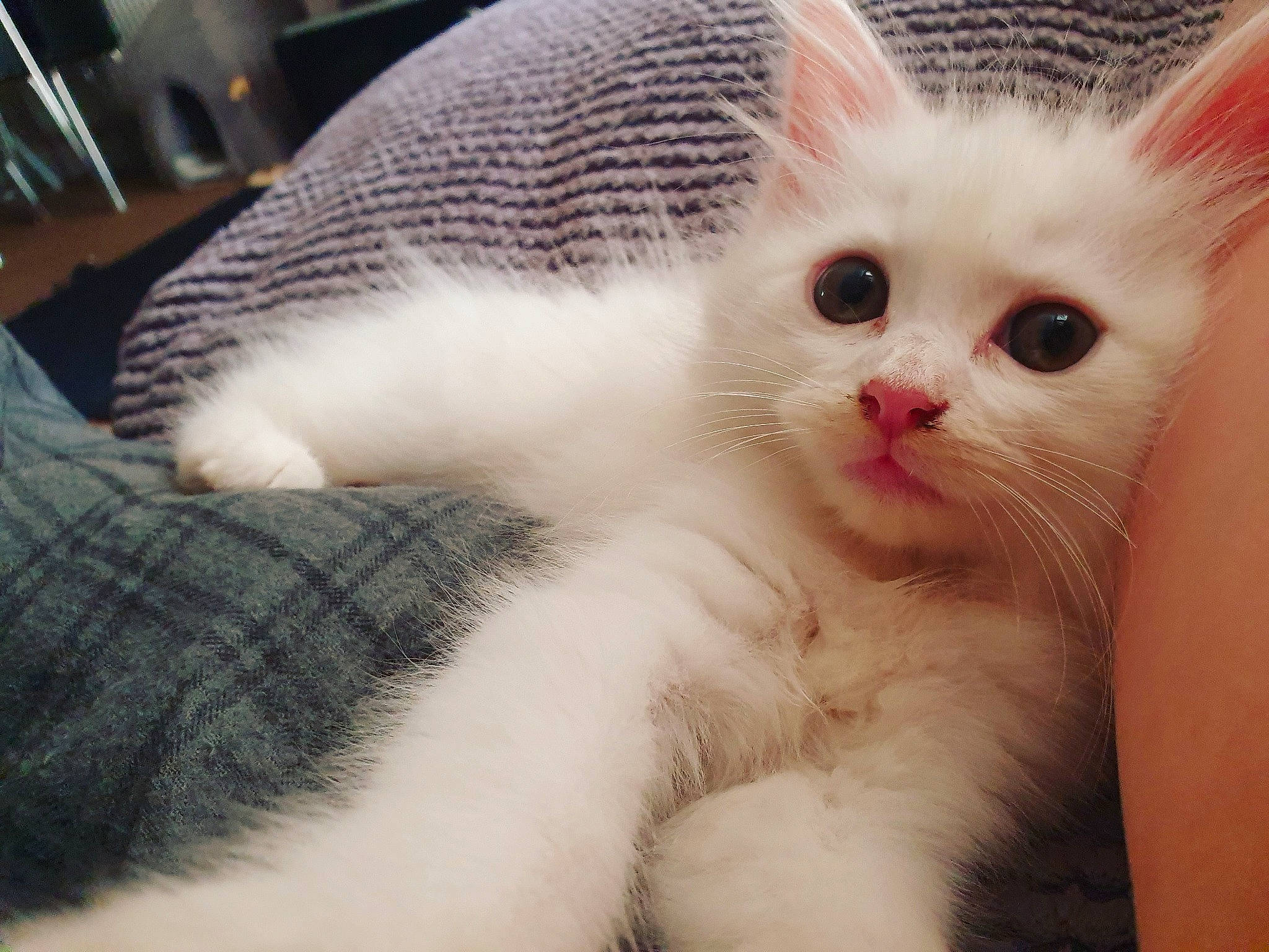 Zapp is registered to the contest to win money with this photo: asian, burmilla, carnivore, cat, domestic_long_haired_cat, ear, eye, felidae, fur, khao_manee, kitten, mammal, nose, ragdoll, skin, small_to_medium_sized_cats, turkish_angora, turkish_van, vertebrate, whiskers