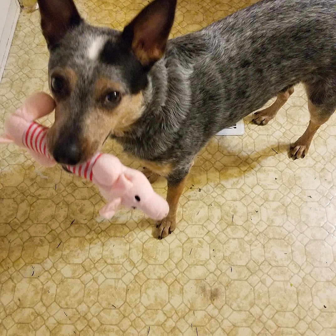 Sky joined the competition — help win amazing prizes! australian_cattle_dog, australian_stumpy_tail_cattle_dog, canidae, carnivore, dog, dog_breed, ear, english_toy_terrier, koolie, mammal, teddy_roosevelt_terrier, texas_heeler, vertebrate, working_dog