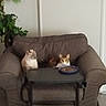 cats, cat, pets, animals, two_cats, sitting, chair, armchair, food, plate, indoor, living_room, furniture, plant, home, portrait, watching, brown_cat, white_cat, cozy