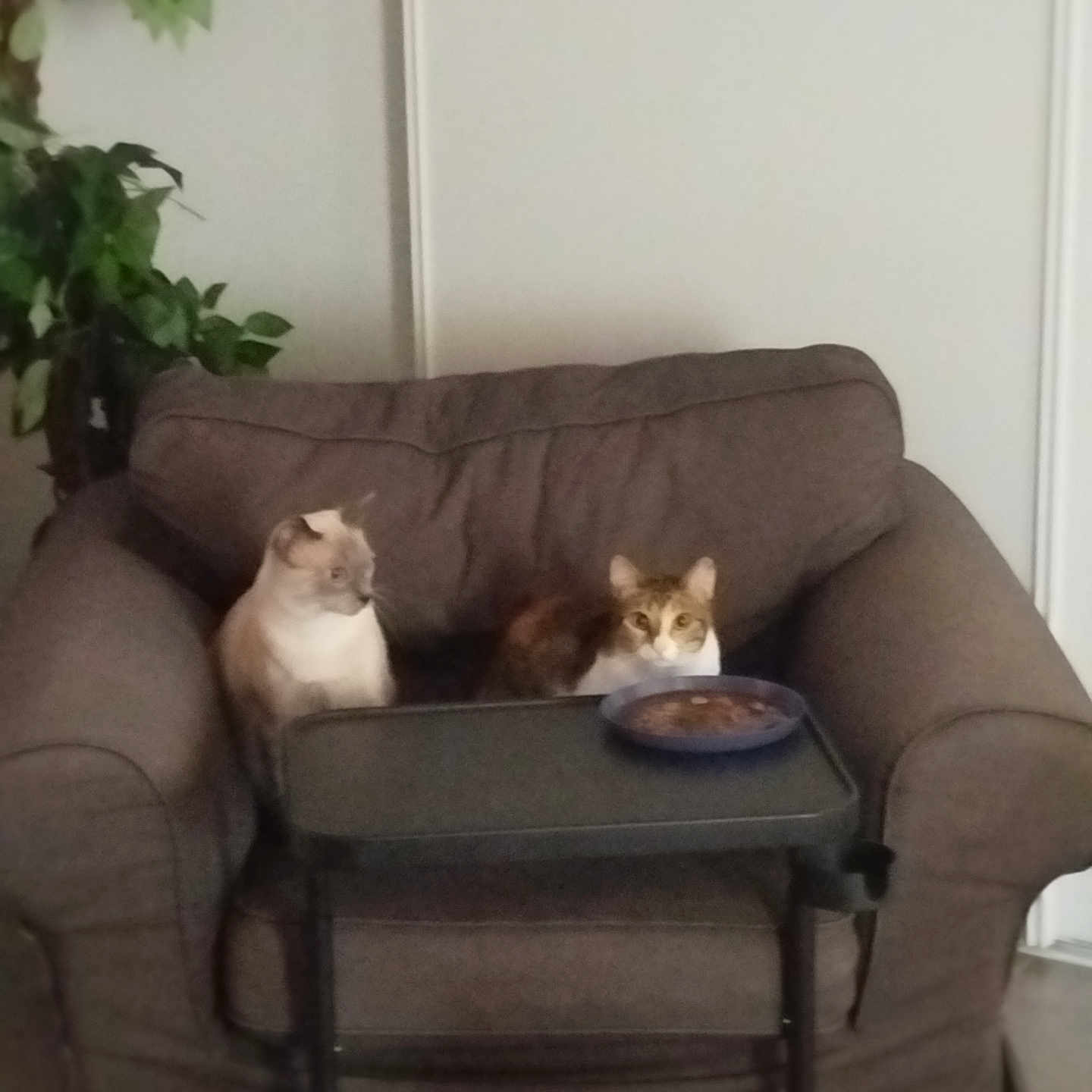 Biscuit Et Zoé
