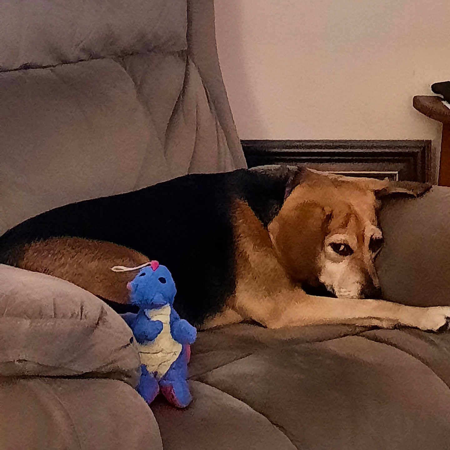 Ava is registered to the contest to win money with this photo: animal, black, brown, canine, comfort, couch, cozy, dog, furniture, home, indoor, living_room, pet, plush_toy, recliner, relaxed, resting, sleepy, stuffed_animal, toy