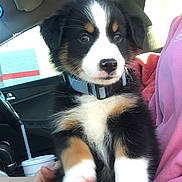 Millie is registered to the contest to win money with this photo: accessories, animal, ball, belt, canine, car, cushion, dog, face, head, homedecor, hound, husky, person, pet, photography, portrait, puppy, transportation, vehicle