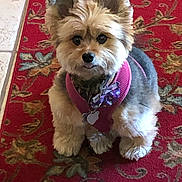 Morgan joined the competition — help win amazing prizes! dog, small_dog, fluffy, pet, pink_harness, bow, carpet, red_carpet, indoor, cute, animal, sitting, looking_at_camera, ears_up, fur, decorative, floor_tile, domestic_animal, companion, adorable