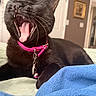 June Carter Cat is registered to the contest to win money with this photo: cat, black_cat, yawning, pink_collar, pet, indoor, bed, blanket, tongue, fangs, relaxed, feline, animal, cute, cozy, domestic, mouth_open, whiskers, collar_bell, sleepy