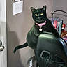 black_cat, cat, pet, indoor, chair, pink_collar, yellow_eyes, furniture, wall, light_switch, door, desk, books, lamp, shadow, home, animal, curious, sitting, domestic