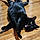 June Carter Cat