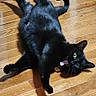 black_cat, cat, pet, animal, indoor, wooden_floor, playful, tongue_out, wide_eyes, sprawled, fur, whiskers, domestic_cat, cute, funny, household, mammal, relaxed, lying_down, feline