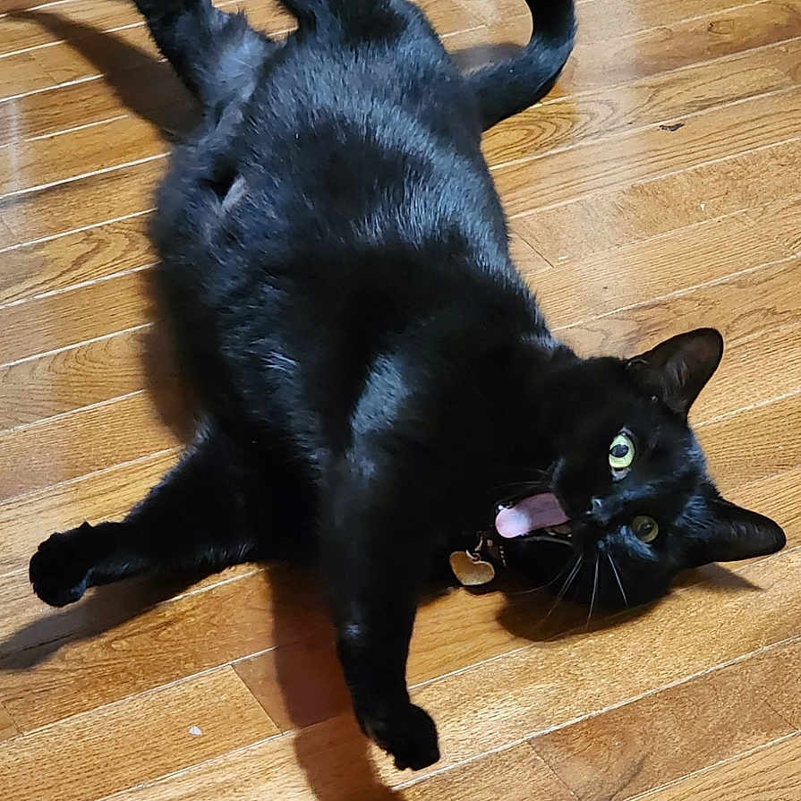 June Carter Cat joined the competition — help win amazing prizes! black_cat, cat, pet, animal, indoor, wooden_floor, playful, tongue_out, wide_eyes, sprawled, fur, whiskers, domestic_cat, cute, funny, household, mammal, relaxed, lying_down, feline