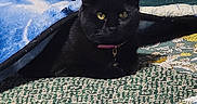 June Carter Cat is registered to the contest to win money with this photo: cat, black_cat, pet, animal, indoor, bed, blanket, quilt, yellow_eyes, feline, cozy, resting, cute, domestic_cat, fur, collar, cute_pet, sleepy, comfortable, home