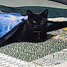 cat, black_cat, pet, animal, indoor, bed, blanket, quilt, yellow_eyes, feline, cozy, resting, cute, domestic_cat, fur, collar, cute_pet, sleepy, comfortable, home