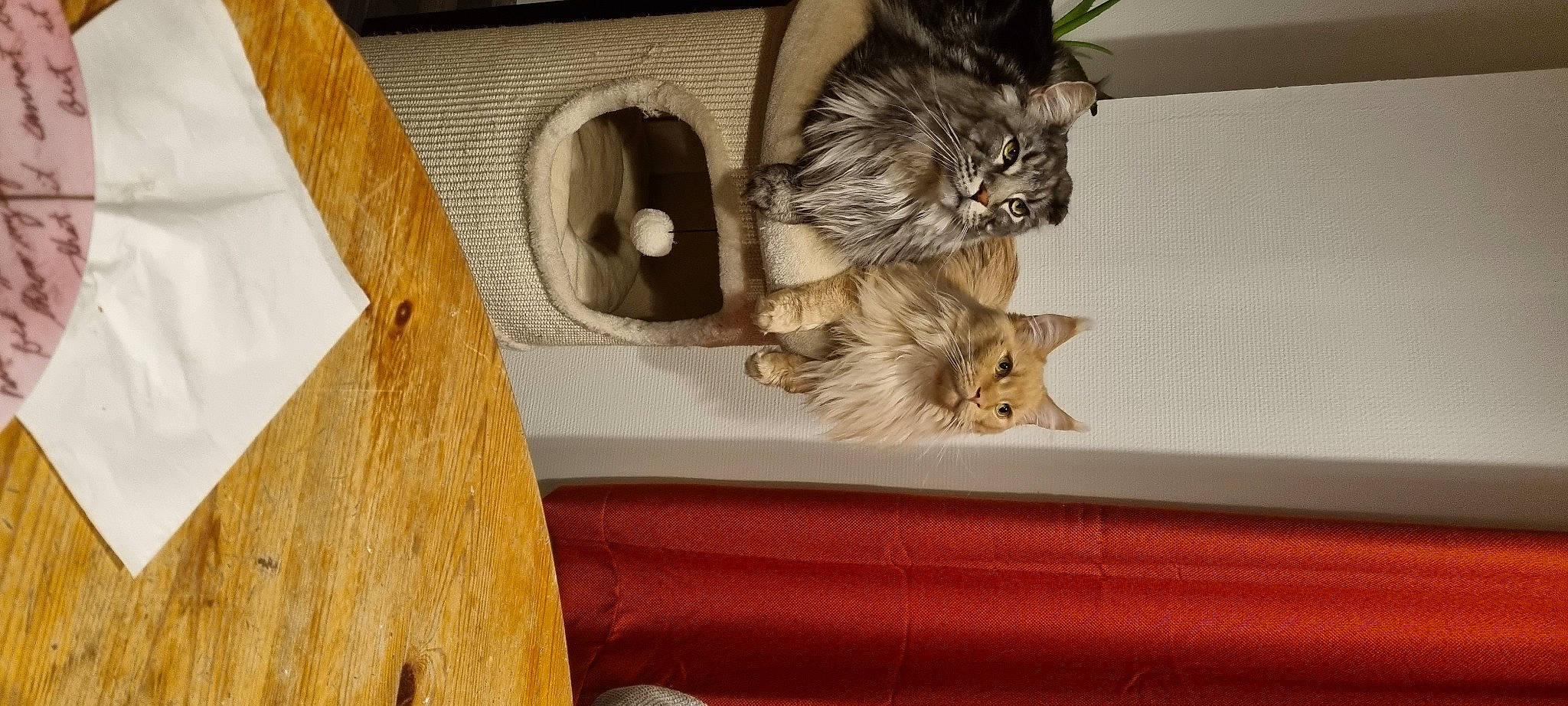 Rio Et Snow participe au concours pour gagner de l'argent avec cette photo : carnivore, cat, cat_supply, comfort, domestic_short_haired_cat, fawn, felidae, fur, hardwood, mammal, pet_supply, plant, room, small_to_medium_sized_cats, tail, vertebrate, whiskers, window, wood, wood_stain