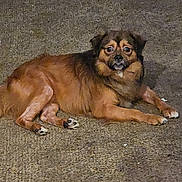 Rascal is registered to the contest to win money with this photo: dog, brown_dog, lying, outdoor, animal, pet, looking, curious, fur, mammal, canine, paws, ears, nose, eyes, ground, texture, expression, resting, alert