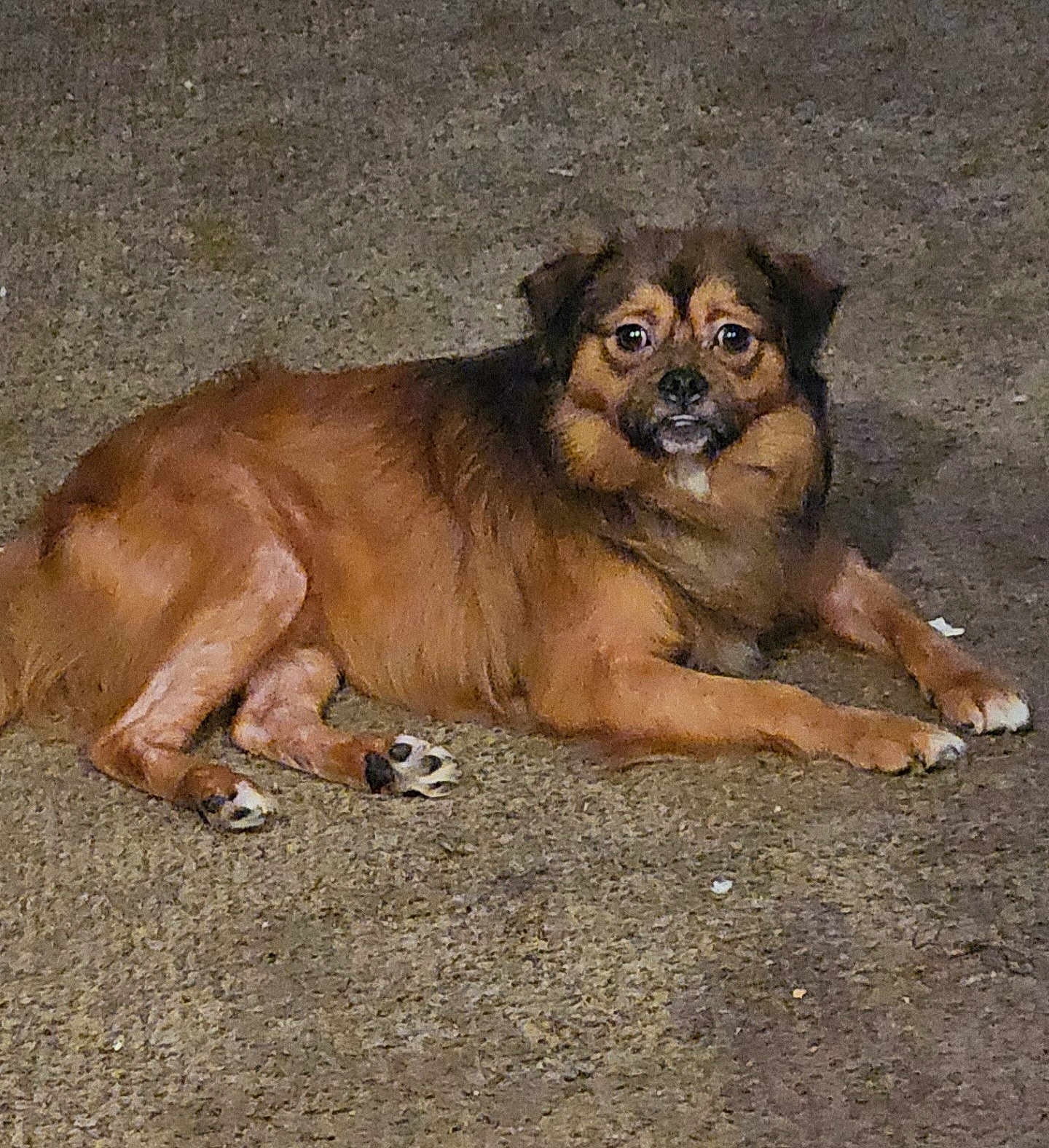Rascal is registered to the contest to win money with this photo: dog, brown_dog, lying, outdoor, animal, pet, looking, curious, fur, mammal, canine, paws, ears, nose, eyes, ground, texture, expression, resting, alert
