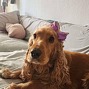 Stella a rejoint le concours — aidez-le/la à gagner de superbes lots ! dog, cocker_spaniel, bow, indoor, couch, pet, animal, fur, golden, relaxed, cute, companion, portrait, laying_down, cozy, domestic, canine, friendly, house, home