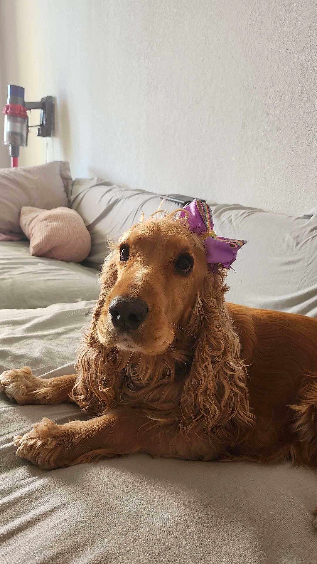 Stella