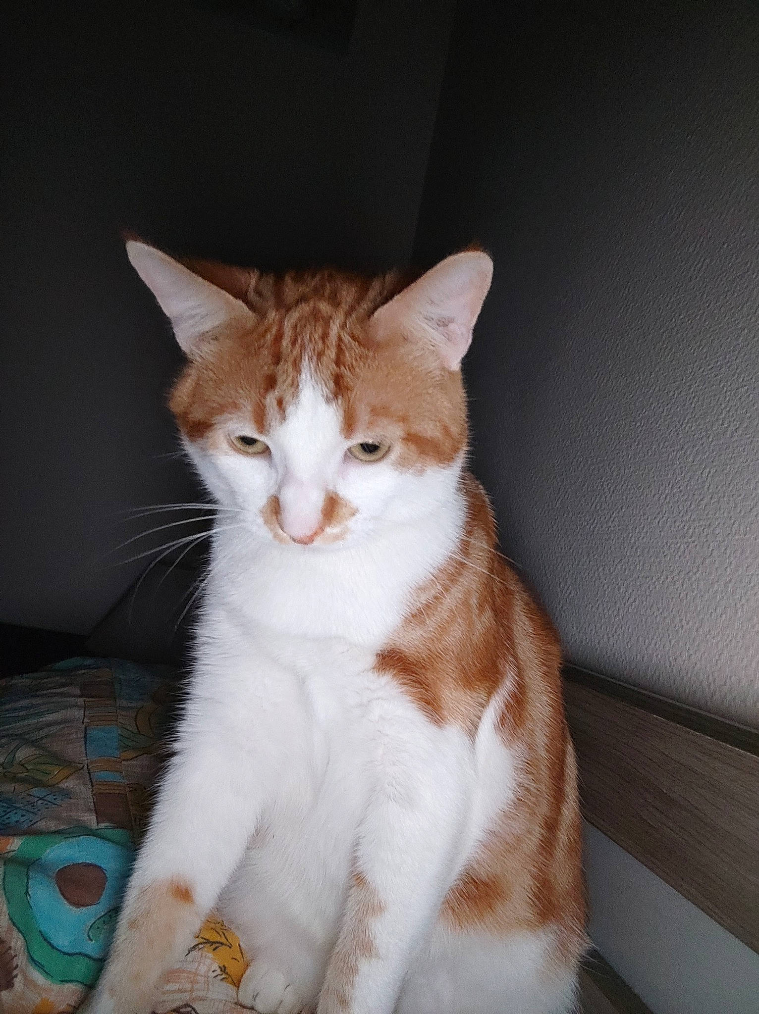 Nesquik participe au concours pour gagner de l'argent avec cette photo : carnivore, cat, domestic_short_haired_cat, eye, fawn, felidae, fur, paw, sitting, small_to_medium_sized_cats, snout, tail, terrestrial_animal, whiskers, wood