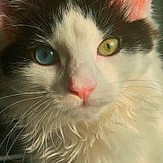 Kiora joined the competition — help win amazing prizes! cat, close_up, heterochromia, blue_eye, green_eye, fluffy_fur, whiskers, portrait, pet, animal, indoor, soft_light, pink_nose, black_and_white_fur, cute, feline, mystical, whisker_detail, curious, domestic_cat
