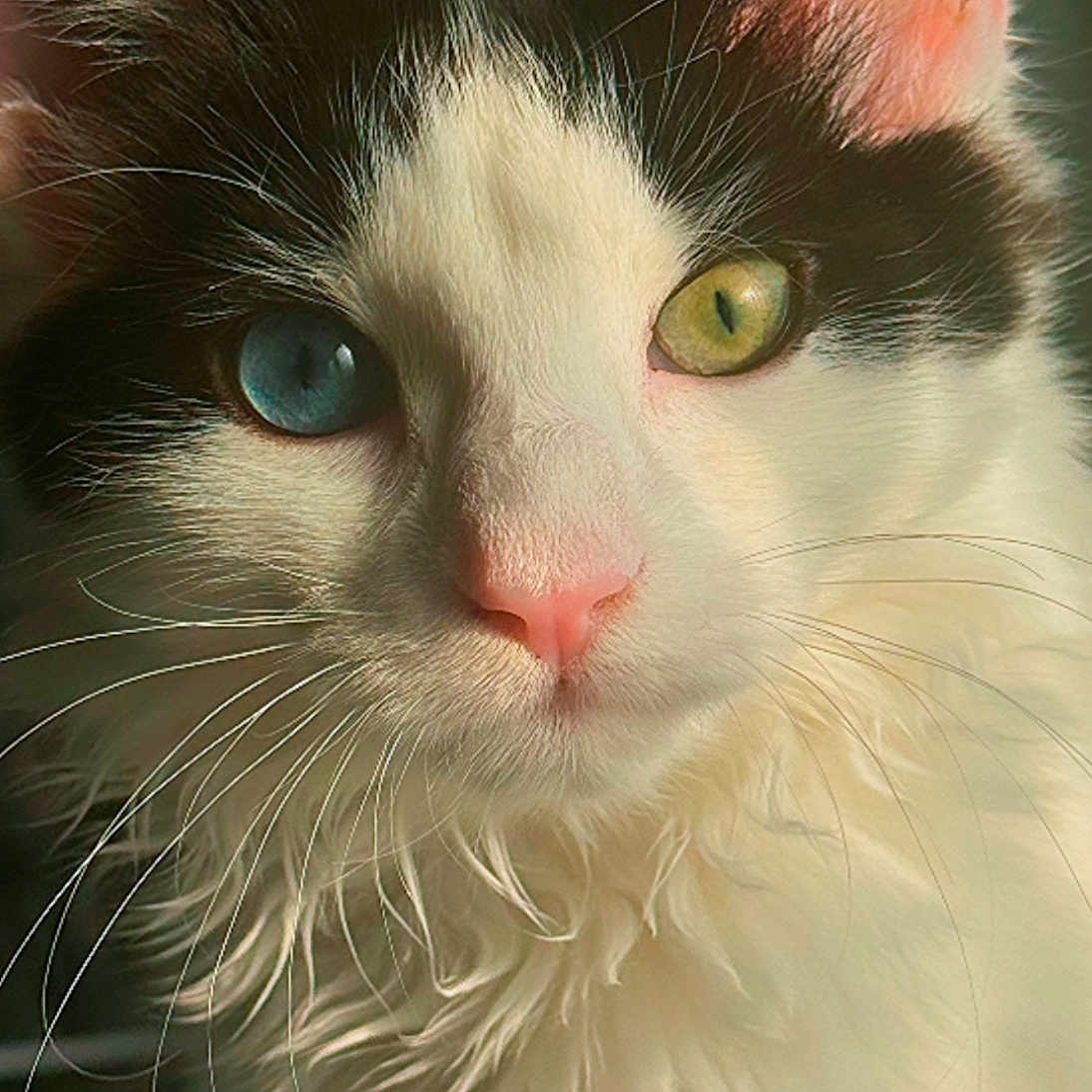 Kiora joined the competition — help win amazing prizes! animal, black_and_white_fur, blue_eye, cat, close_up, curious, cute, domestic_cat, feline, fluffy_fur, green_eye, heterochromia, indoor, mystical, pet, pink_nose, portrait, soft_light, whisker_detail, whiskers