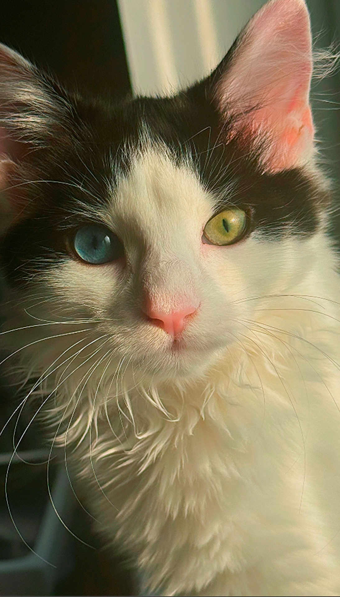 Kiora joined the competition — help win amazing prizes! cat, close_up, heterochromia, blue_eye, green_eye, fluffy_fur, whiskers, portrait, pet, animal, indoor, soft_light, pink_nose, black_and_white_fur, cute, feline, mystical, whisker_detail, curious, domestic_cat