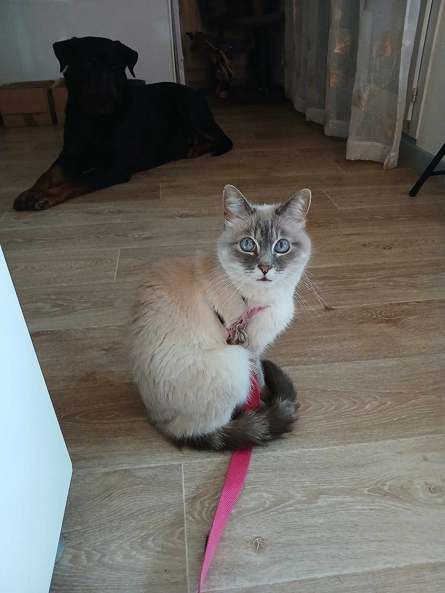Kiara