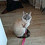 Cha a rejoint le concours — aidez-le/la à gagner de superbes lots ! cat, dog, indoor, floor, leash, harness, blue_eyes, curtains, wooden_floor, pet, animal, sitting, lying_down, domestic, furniture, box, quiet, relaxed, brown, black