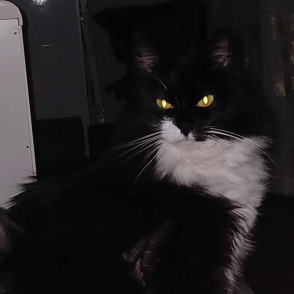 Cha participe au concours pour gagner de l'argent avec cette photo : animal, black_and_white, cat, closeup, cute, dark, domestic, eyes, feline, fur, household, indoor, looking, mammal, night, pet, portrait, shadow, sitting, whiskers