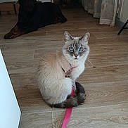Nar a rejoint le concours — aidez-le/la à gagner de superbes lots ! cat, dog, indoor, floor, leash, harness, blue_eyes, curtains, wooden_floor, pet, animal, sitting, lying_down, domestic, furniture, box, quiet, relaxed, brown, black