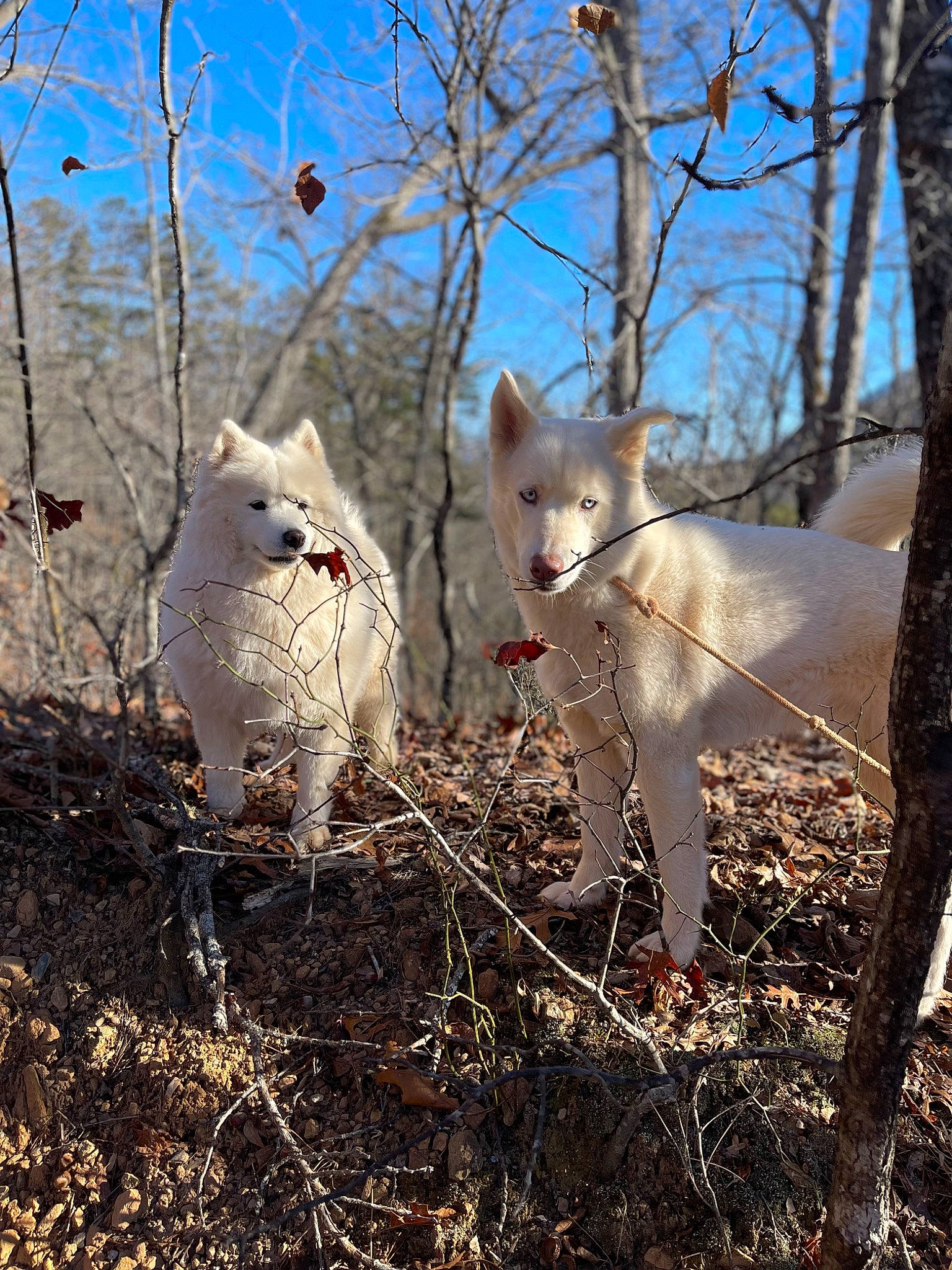 Akira joined the competition — help win amazing prizes! canidae, carnivore, fawn, felidae, forest, fur, grass, mammal, plant, sky, small_to_medium_sized_cats, soil, terrestrial_animal, tree, trunk, twig, wildlife, winter, wood, woodland