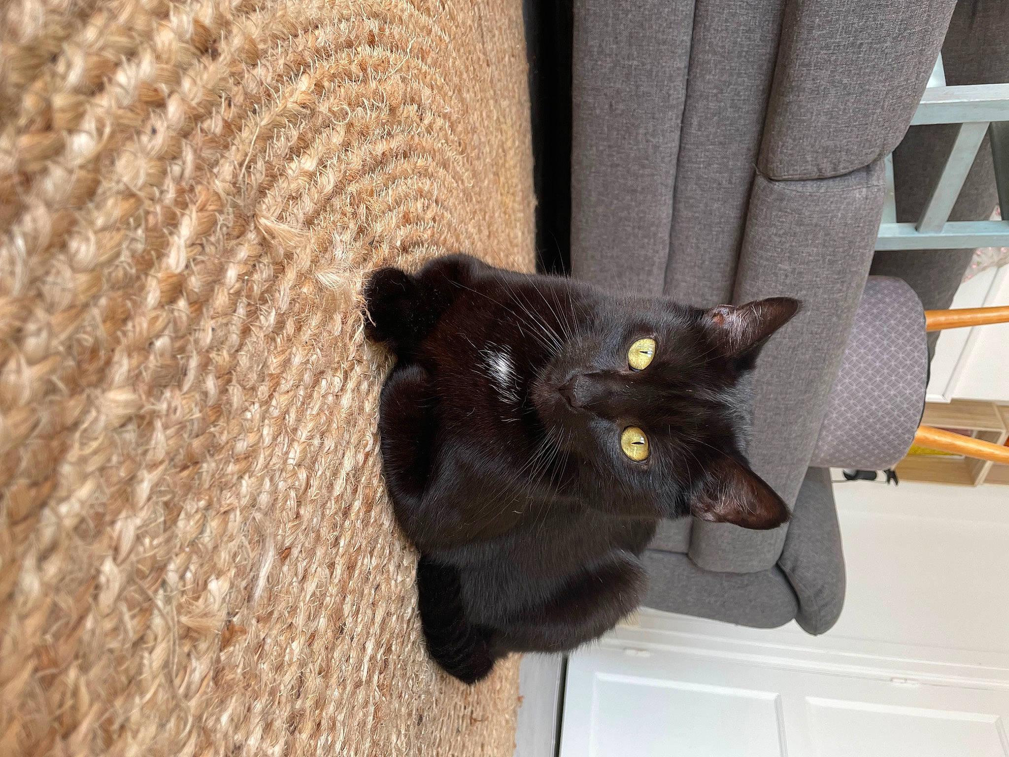 Babys a rejoint le concours — aidez-le/la à gagner de superbes lots ! black_cat, bombay, carnivore, cat, claw, domestic_short_haired_cat, felidae, flooring, fur, grey, mammal, small_to_medium_sized_cats, tail, thread, whiskers, window, wood, wool, woolen, woven_fabric