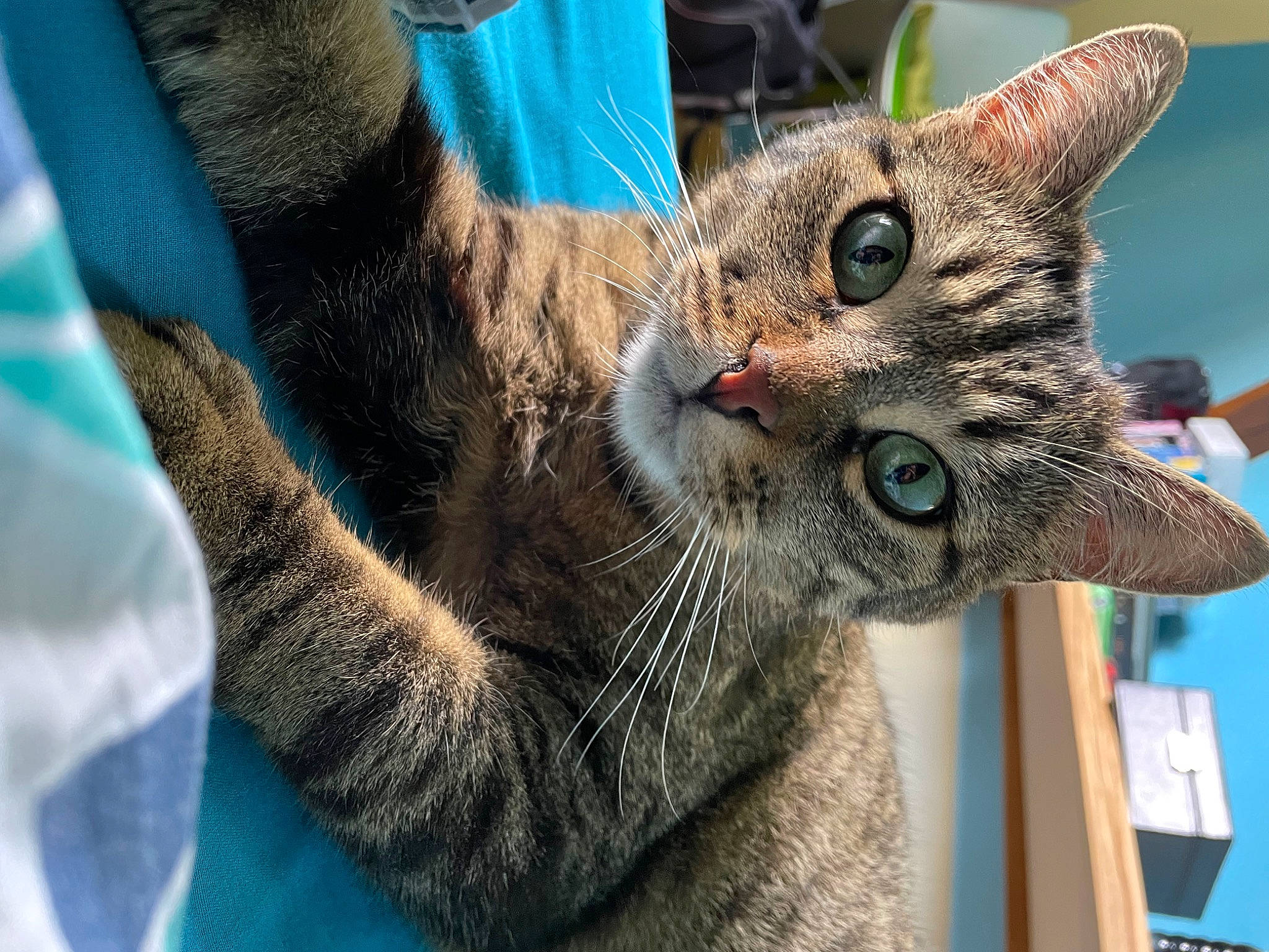 Ruby a rejoint le concours — aidez-le/la à gagner de superbes lots ! blue, carnivore, cat, cat_supply, claw, collar, domestic_short_haired_cat, electric_blue, felidae, fur, organism, paw, sitting, small_to_medium_sized_cats, snout, tail, terrestrial_animal, whiskers, wildlife