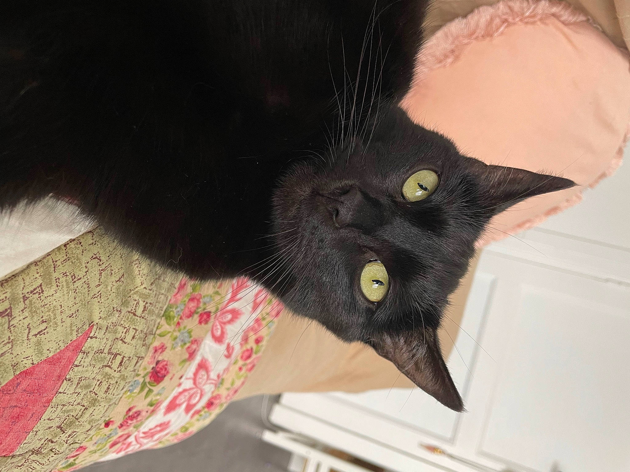 Kirikou participe au concours pour gagner de l'argent avec cette photo : black_cat, bombay, carmine, carnivore, cat, claw, comfort, domestic_short_haired_cat, fashion_accessory, felidae, fur, gesture, human_body, mammal, nail, sleeve, small_to_medium_sized_cats, snout, terrestrial_animal, whiskers