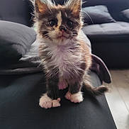 Alya a rejoint le concours — aidez-le/la à gagner de superbes lots ! animal, cat, couch, curious, cute, domestic, ears, fluffy, fur, furry, home, indoors, kitten, paws, pet, sitting, small, soft, whiskers, young