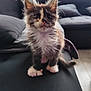 animal, cat, couch, curious, cute, domestic, ears, fluffy, fur, furry, home, indoors, kitten, paws, pet, sitting, small, soft, whiskers, young